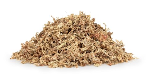 Mech torfowiec Sphagnum moss 500g Mech torfowiec Sphagnum moss 500g