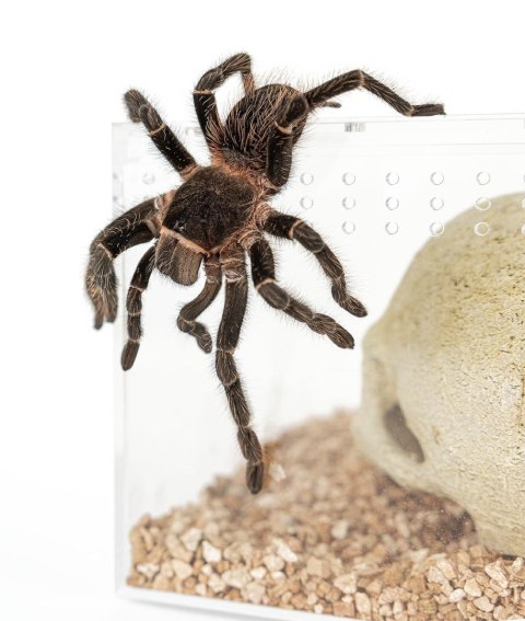 Terrarium akrylowe 20 cm Terrarium akrylowe 20 cm