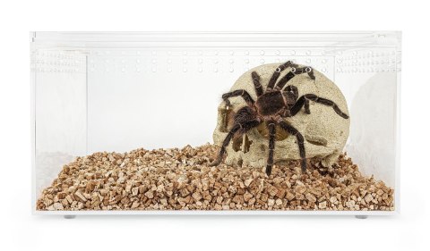 Terrarium akrylowe 25 cm Terrarium akrylowe 25 cm