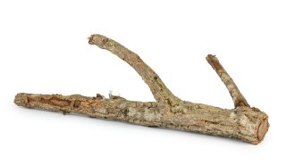 Korek gałąź 60cm