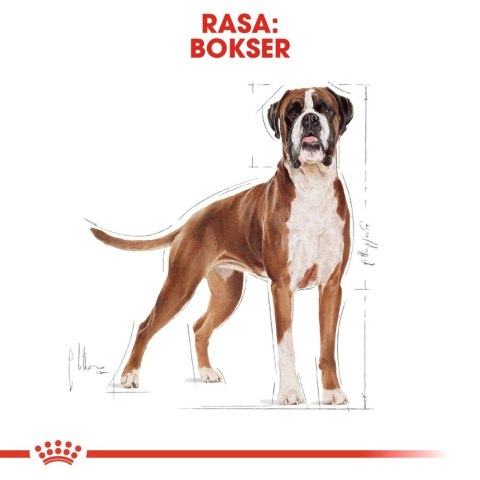 ROYAL CANIN Boxer Adult 12kg Royal Canin ROYAL CANIN Boxer Adult 12kg Royal Canin