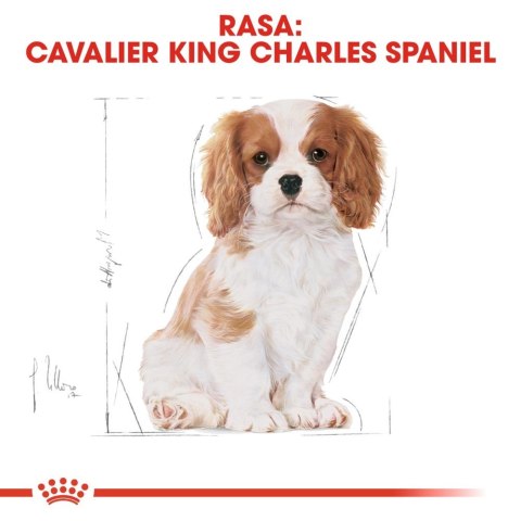 ROYAL CANIN Cavalier King Charles Spaniel Puppy 1,5kg Royal Canin ROYAL CANIN Cavalier King Charles Spaniel Puppy 1,5kg Royal Canin