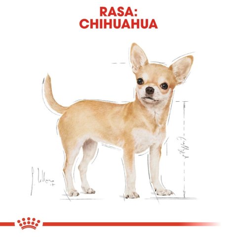 ROYAL CANIN Chihuahua Adult 12x85g Royal Canin ROYAL CANIN Chihuahua Adult 12x85g Royal Canin