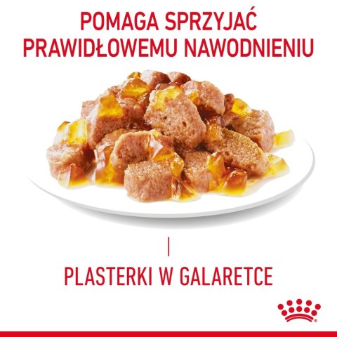 ROYAL CANIN Intense Beauty Gelee 12x85g Royal Canin ROYAL CANIN Intense Beauty Gelee 12x85g Royal Canin
