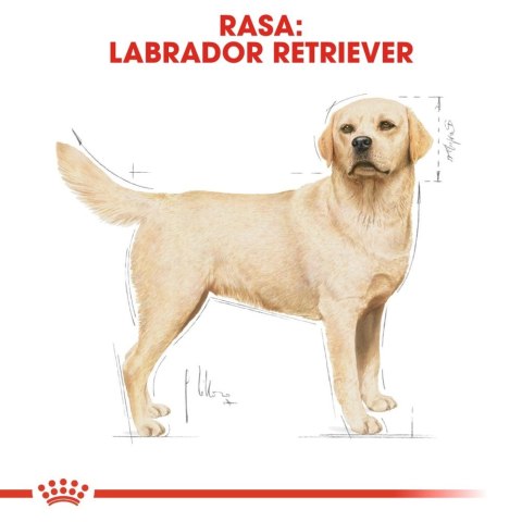 ROYAL CANIN Labrador Retriever Adult 12kg Royal Canin ROYAL CANIN Labrador Retriever Adult 12kg Royal Canin