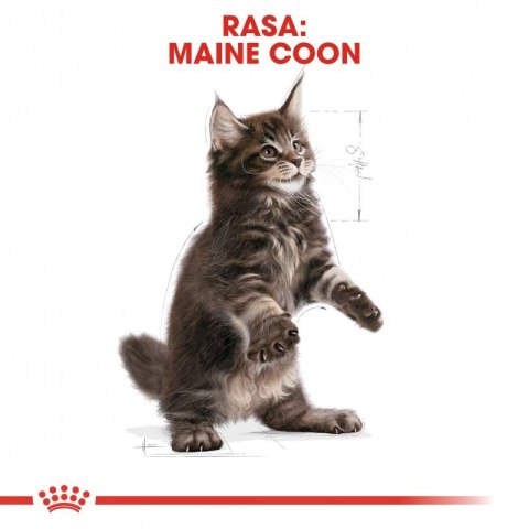 ROYAL CANIN Maine Coon Kitten 400g Royal Canin ROYAL CANIN Maine Coon Kitten 400g Royal Canin