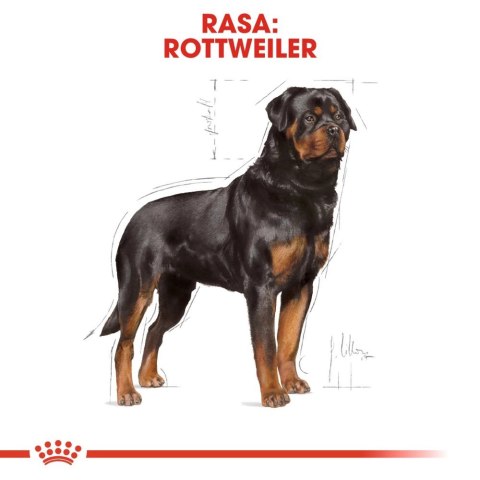 ROYAL CANIN Rottweiler Adult 12kg Royal Canin ROYAL CANIN Rottweiler Adult 12kg Royal Canin