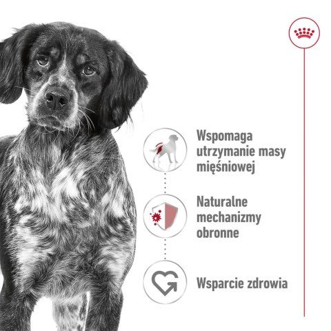 ROYAL CANIN Medium Adult 10x140g Royal Canin ROYAL CANIN Medium Adult 10x140g Royal Canin