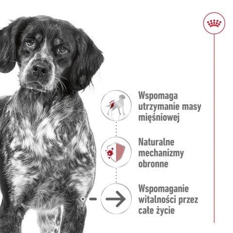 ROYAL CANIN Medium Ageing 10+ 15kg Royal Canin