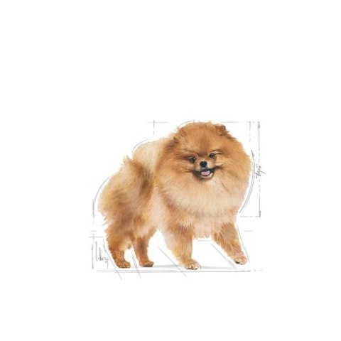 ROYAL CANIN Pomeranian 12x85g Royal Canin ROYAL CANIN Pomeranian 12x85g Royal Canin