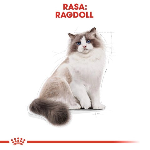 ROYAL CANIN Ragdoll Adult 400g Royal Canin ROYAL CANIN Ragdoll Adult 400g Royal Canin