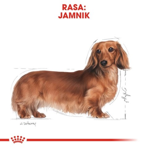 ROYAL CANIN Dachshund Adult 1,5kg Royal Canin ROYAL CANIN Dachshund Adult 1,5kg Royal Canin
