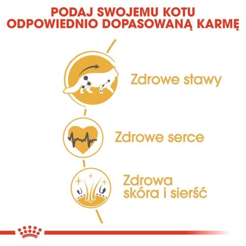 ROYAL CANIN Maine Coon Adult 400g Royal Canin ROYAL CANIN Maine Coon Adult 400g Royal Canin