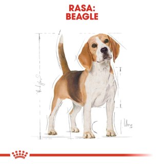 ROYAL CANIN Beagle Adult 12kg Royal Canin