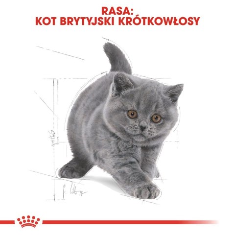ROYAL CANIN British Shorthair Kitten 2kg Royal Canin ROYAL CANIN British Shorthair Kitten 2kg Royal Canin