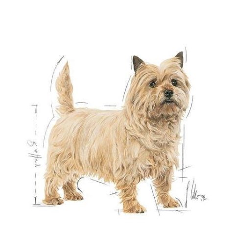 ROYAL CANIN CCN Mini Light Weight Care 3kg Royal Canin ROYAL CANIN CCN Mini Light Weight Care 3kg Royal Canin