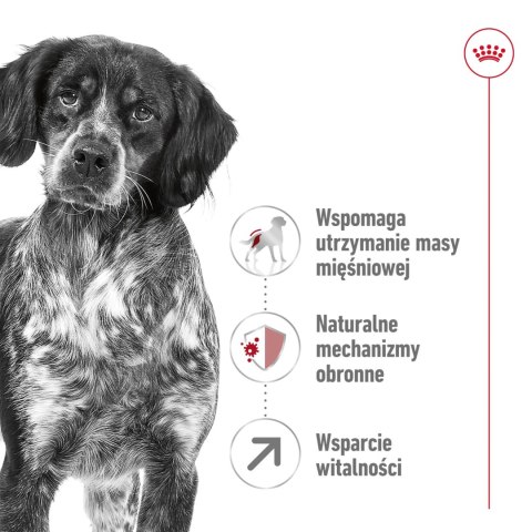 ROYAL CANIN Medium Adult 7+ 15kg Royal Canin ROYAL CANIN Medium Adult 7+ 15kg Royal Canin