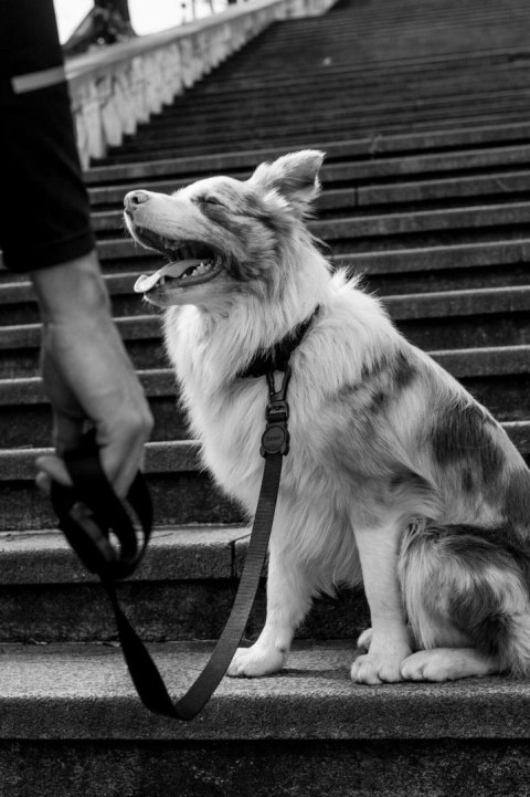 ZEE DOG Smycz Dla Psa Gotham XS ZeeDog ZEE DOG Smycz Dla Psa Gotham XS ZeeDog